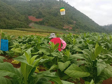 草地贪夜蛾诱捕器、诱芯中标濉溪县农技推广中心项目