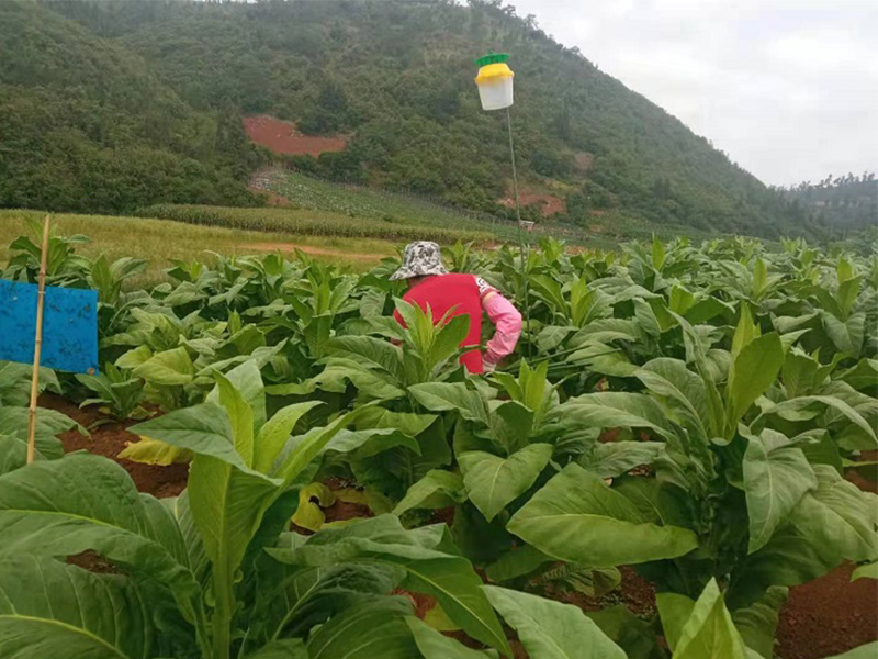 草地贪夜蛾诱捕器